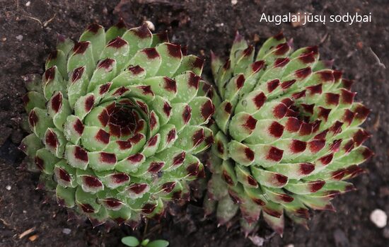 Šilropė (Sempervivum) 'Extra'