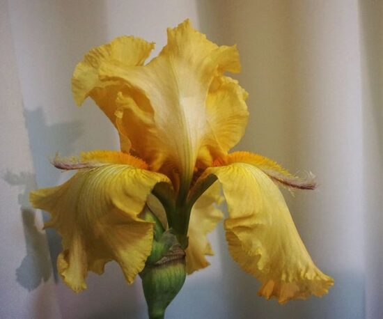 Vilkdalgis (Iris) 'Bajazzo'