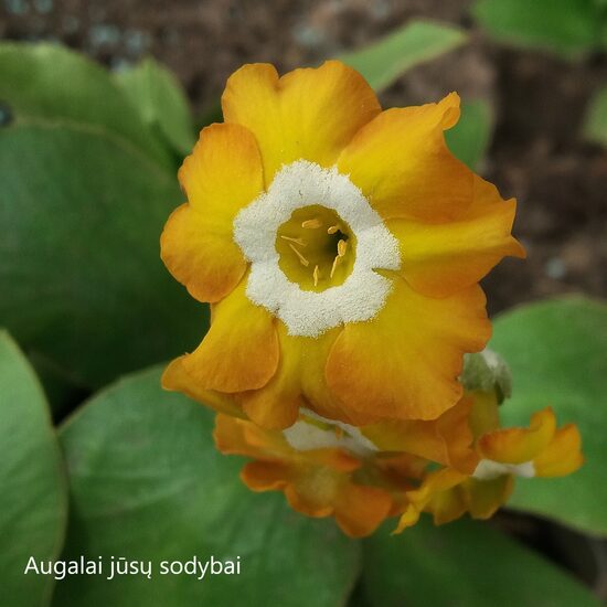 Raktažolė ausytoji (Primula auricula) 'Fanciful'