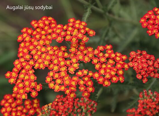 Paprastoji kraujažolė (Achillea millefolium) 'Feuerland'