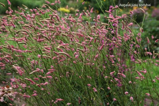 Vaistinė kraujalakė (Sanguisorba officinalis) 'Fire Explosion'