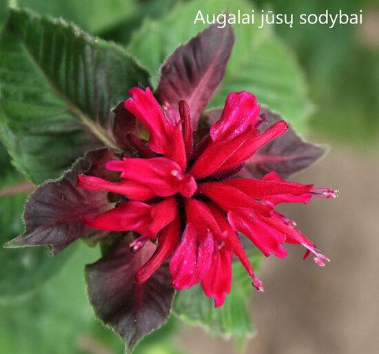 Monarda (Monarda) 'Fireball'
