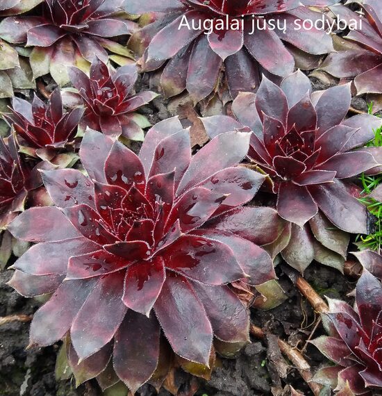 Šilropė (Sempervivum) 'Firlefanz'