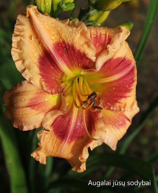 Viendienė (Hemerocallis) 'Flamboyant Eyes