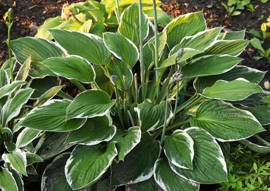 Melsvė (Hosta) 'Francee'