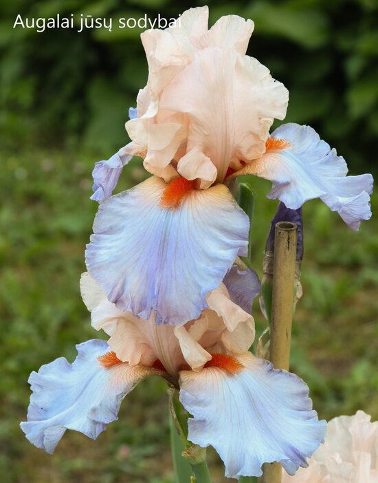 Vilkdalgis (Iris, TB) 'French Cancan'