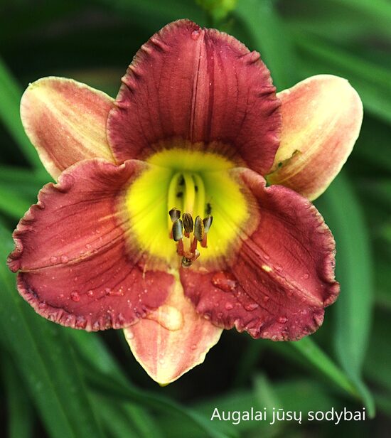 Viendienė (Hemerocallis) 'George Jets On' 