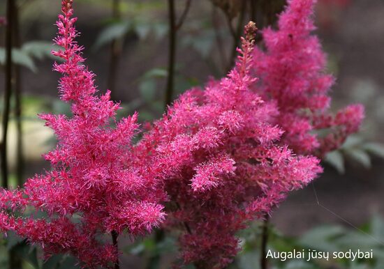 Astilbė (Astilbe) 'Gloria Purpurea'
