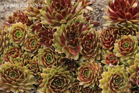 Šilropė (Sempervivum) 'Gloriosum'