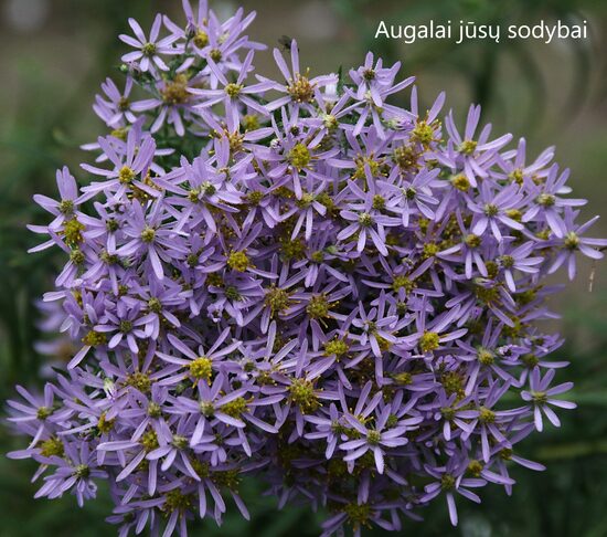 Šilokinis astras (Aster sedifolius)