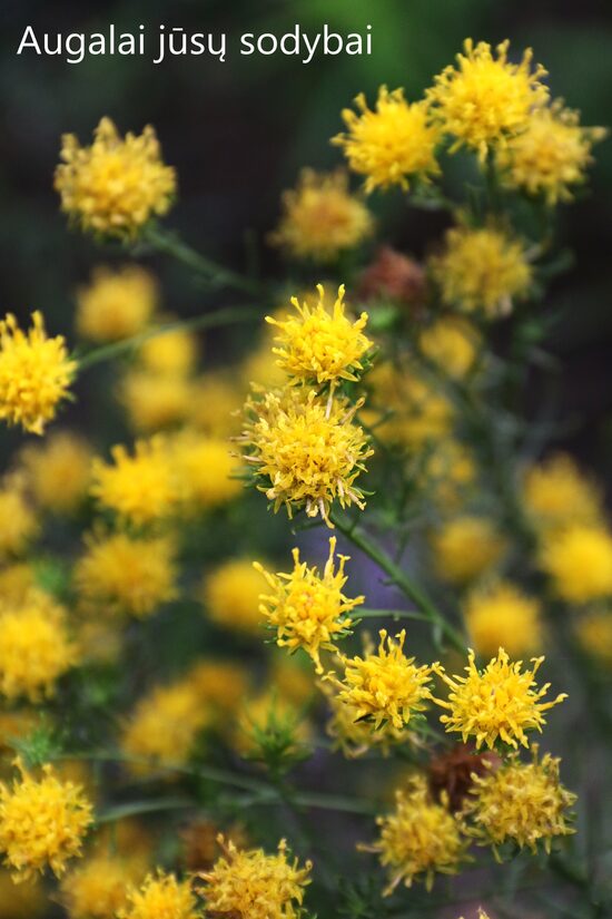 Linalapis astras (Aster linosyris) 'Golden Dust'