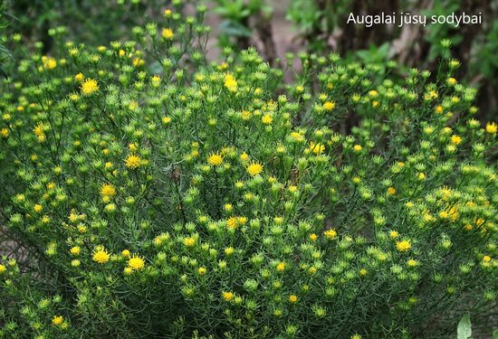 Linalapis astras (Aster linosyris) 'Golden Dust'