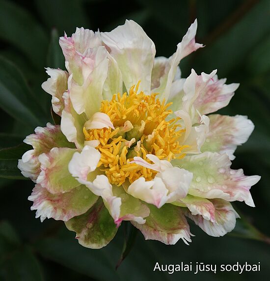 Bijūnas (Paeonia) 'Green Lotus'