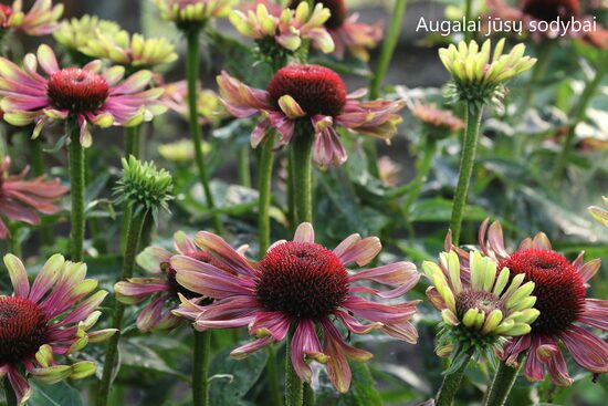 Ežiuolė rausvažiedė (Echinacea purpurea) 'Green Twister'