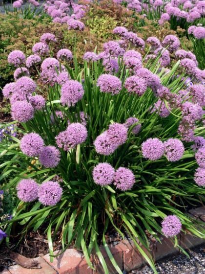 Žilasis česnakas (Allium senescens)