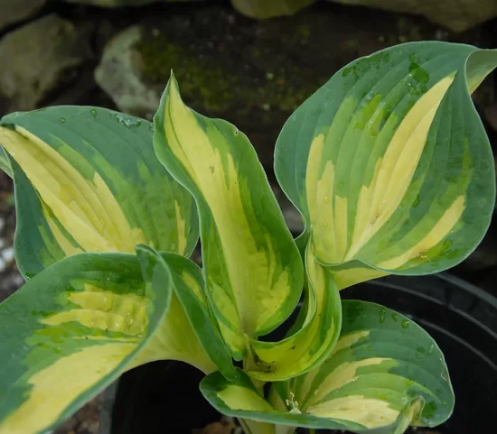 Melsvė (Hosta) 'Great Expectation'