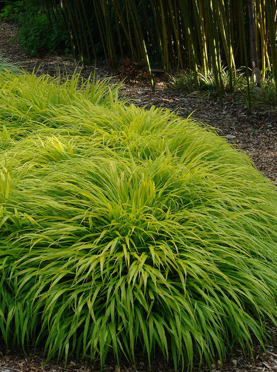 Hakonė didžioji (Hakonechloa macra) 'All Gold'