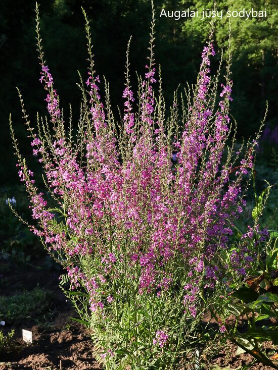 Rauklė vytelinė (Lythrum virgatum) 'Helene'