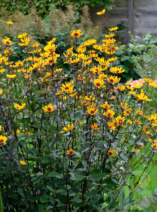 Šiurkštusis saulakis (Heliopsis helianthoides var. scabra) 'Summer Nights'