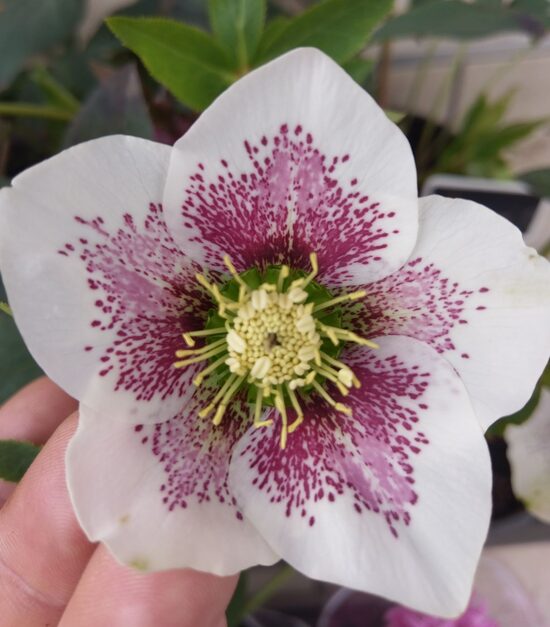 Eleboras (Helleborus orientalis) 'Frozen Kristof'
