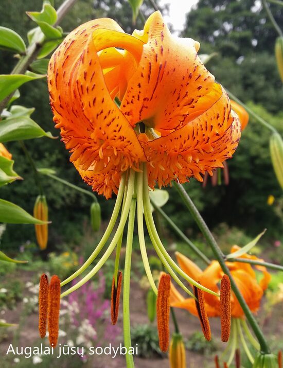 Lelija (Lilium) 'Henryi'