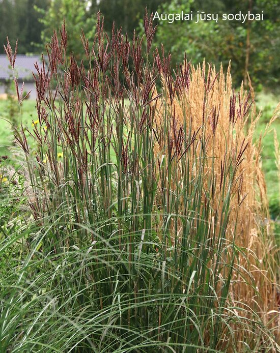 Barzdotis (Andropogon gerardii) 'Hummelo'