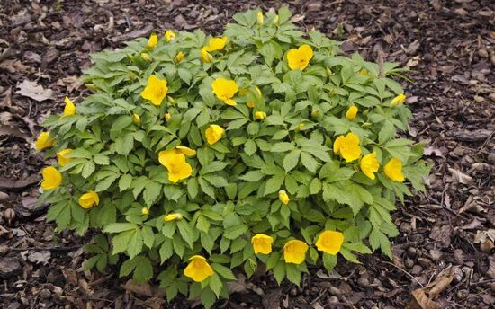 Vilkaguonė japoninė (Hylomecon japonica)