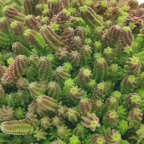 Šilokas siauralapis (Sedum sexangulare)