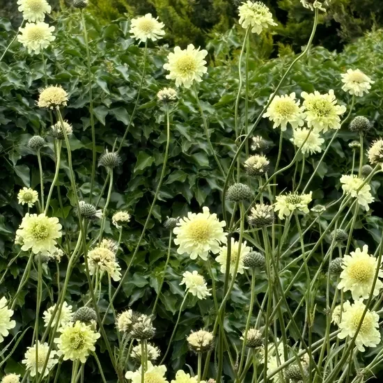 Cefaliarija didžioji (Cephalaria gigantea)