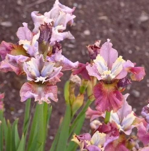 Sibirinis vilkdalgis (Iris sibirica) 'Cherry Fling'