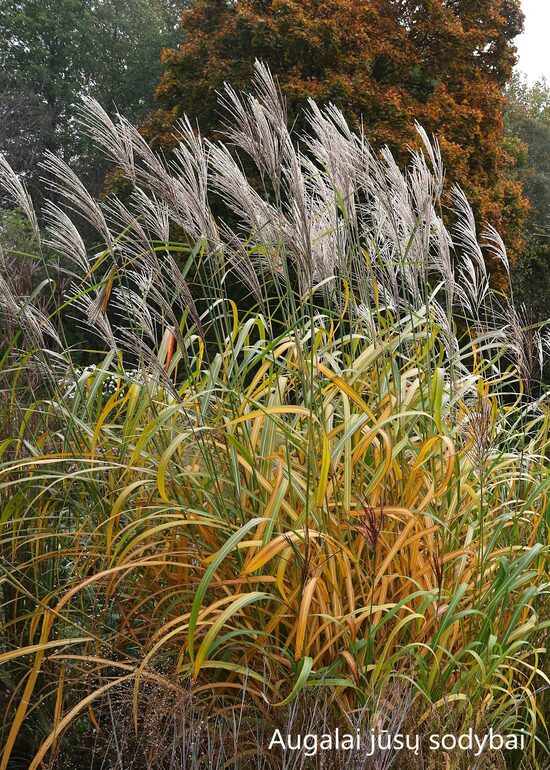 Kininis miskantas (Miscanthus sinensis) 'JP3'