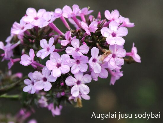 Flioksas (Phlox paniculata) 'Jeana'