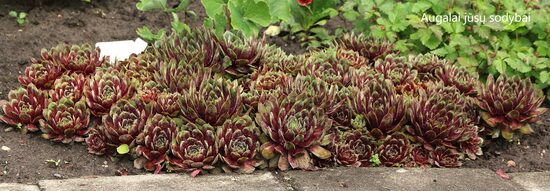 Šilropė (Sempervivum) 'Jungle Fire'