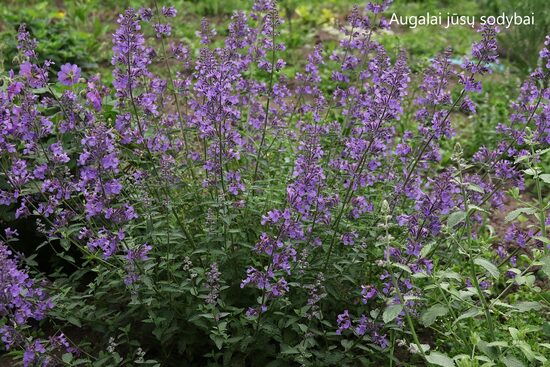 Faseno katžolė (Nepeta faassenii) 'Junior Walker'