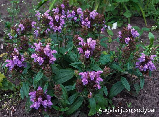 Juodgalvė didžiažiedė (Prunella grandiflora) 