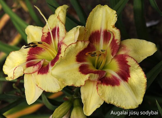 Viendienė (Hemerocallis) 'Kaley Michele'