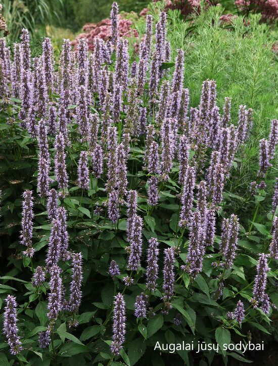 Kinmėtė (Agastache) b.p.