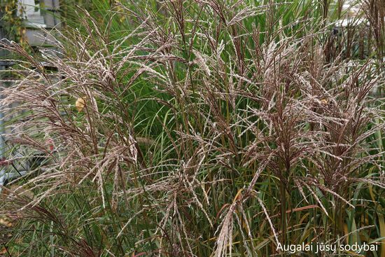 Kininis miskantas (Miscanthus sinensis) 'Kleine Floridea'