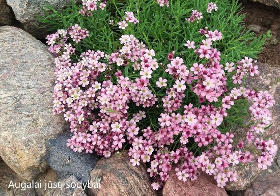 Guboja (Gypsophila) 'Knuddel'