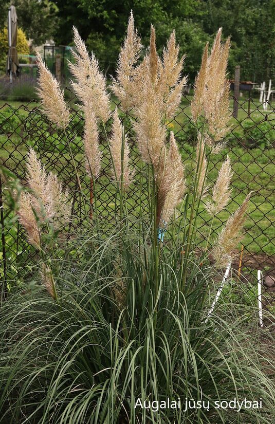 Kortaderija  (Cortaderia selloana) 'Patagonia'