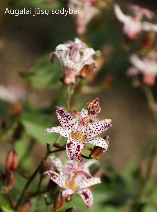 Kreivuonis plaukuotasis (Tricyrtis hirta) 