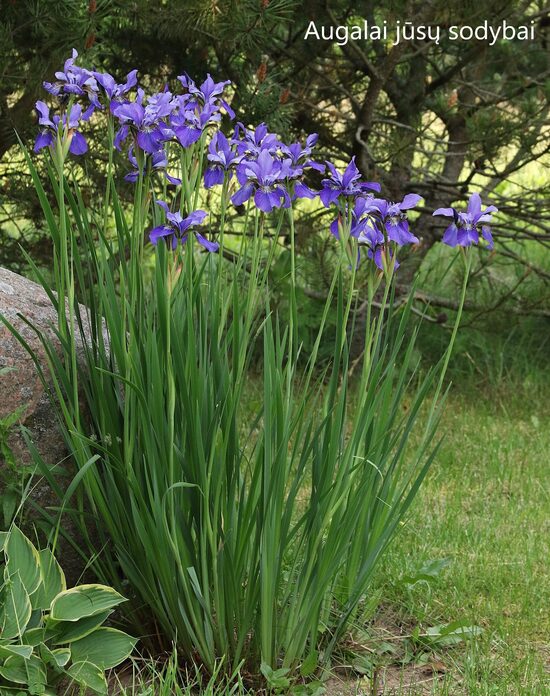 Sibirinis vilkdalgis (Iris sibirica) b.p.