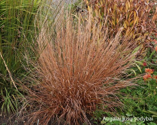 Barzdūnas kupstinis (Schizachyrium scoparium)