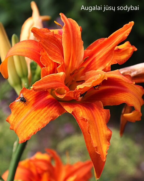 Viendienė (Hemerocallis fulva) 'Kwanso'