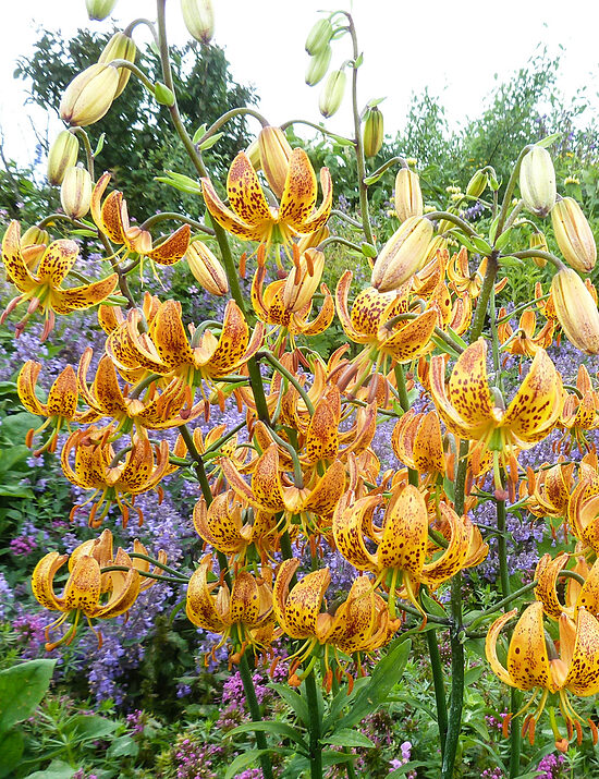 Miškinė lelija (Lillium martagon) 'Peppard Gold'