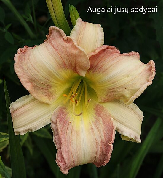 Viendienė (Hemerocallis) 'Lee Reinke'