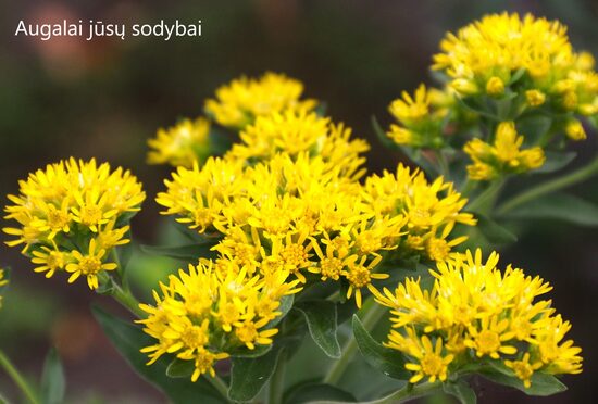 Rykštenė (Solidago x luteus, sin. Solidaster luteus) 'Lemore'