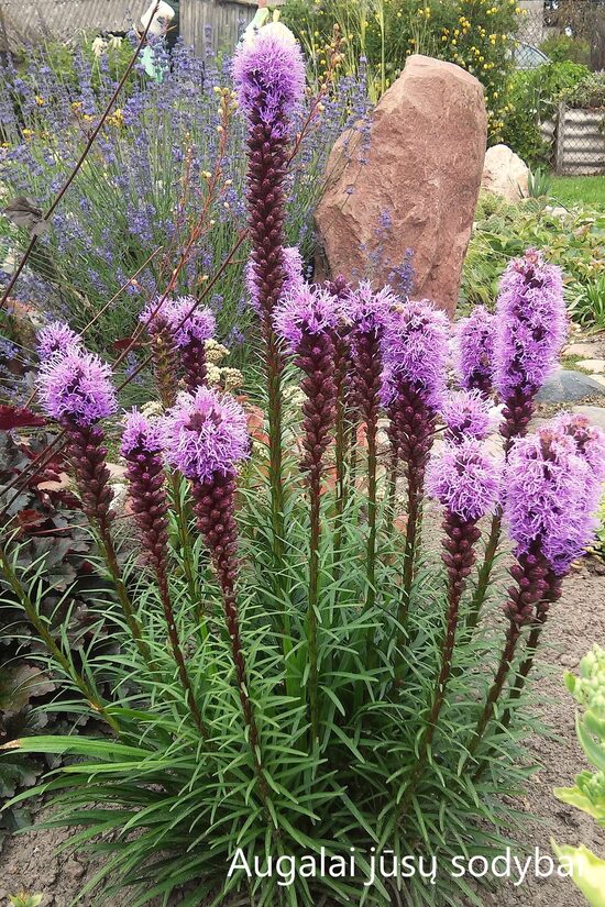 Liatris varpotasis (Liatris spicata)