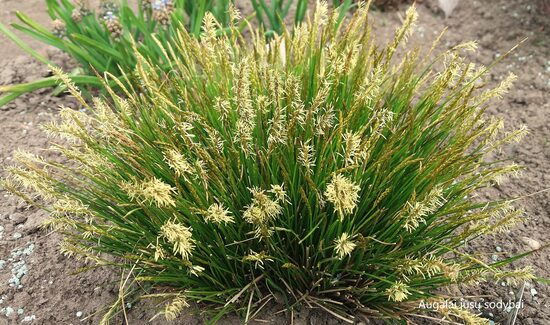 Liekninė viksva (Carex davalliana)