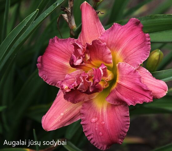 Viendienė (Hemerocallis) 'Lilac Rose'